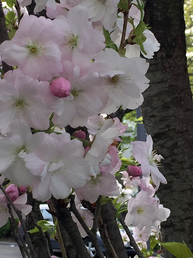 Frankfurt Gallusviertel Frühling oder Sommer